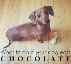 That Time We Almost Lost December Dog Ate Chocolate Puppy Training Biting Bad Dog