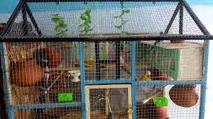 Bird cage decorated with christmas lights. Birds Cage Design Love Birds House Nest Home Birds Planet Youtube