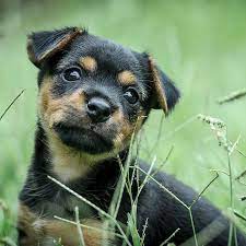 Add milk to beaten eggs. A Black Brown Puppy Sits In A Field Cute Dogs Breeds Puppies Dogs
