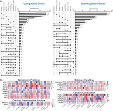 Über 80% neue produkte zum festpreis. Ppardelta Signaling Activation Improves Metabolic And Contractile Maturation Of Human Pluripotent Stem Cell Derived Cardiomyocytes Biorxiv
