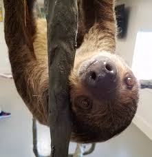 Delivery times may vary, especially during peak periods. How To Get A Sloth In Adopt Me