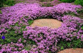 Best flowering ground cover zone 9. Creeping Thyme Ground Cover 1000 Seeds Fragrant Herb Pink Blooms Perennial Zones 4 To 9 Sun Or Light Shade Deerproof Thymus Serpyllum Ground Cover Creeping Thyme Perfect Plants