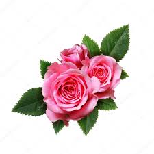 Resultado de imagen para flores rosas