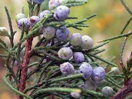 Maybe you would like to learn more about one of these? Juniper Door County Pulse