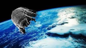 tardigrada ile ilgili görsel sonucu
