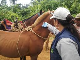 Es importante no contactar de manera. Instituto Colombiano Agropecuario Ica