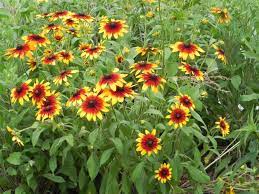 Pin On Flowers
