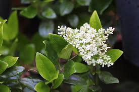 Image result for Ligustrum
