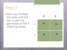 Spongebob genetics answer key each question. Ppt How To Make A Punnett Square Powerpoint Presentation Free Download Id 4448102