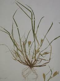 Image result for Hyparrhenia anthistirioides