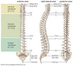 Between each one of the vertebra is an intervertebral disk, or band of cartilage serving as a. Vertebral Column Anatomy Function Britannica