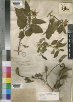 Image result for Glyphaea