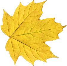 Pin By Hopeless On Lit Harry Potter Yellow Leaves Fall Leaves Png Autumn Leaves