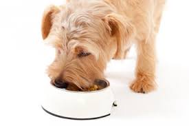 Probiotics for dogs could be just the thing he needs. Probiotics For Dogs Prebiotics Healthy Dog Food Petmd Petmd