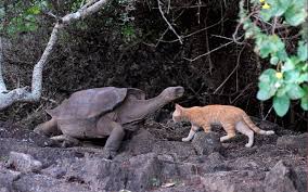Endemic species of wild animals found in indian subcontinent. Endemic Animals Of Galapagos Blog