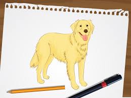 Also, find out if your kid is one of this week's spotlights! How To Draw A Golden Retriever 7 Steps With Pictures Wikihow