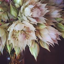 Maybe you would like to learn more about one of these? Blushing Bride Protea One Of The Flowers In The Shop Be Flickr