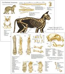 The distal end of the femur articulates with the bones of the lower leg at the knee. Cat Foot Anatomy Anatomy Drawing Diagram