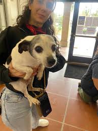 Please spread the word so we can reunite this found dog with its family!  FOUND