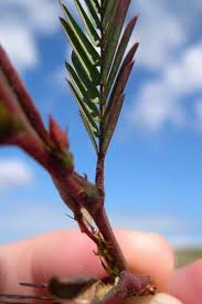 Image result for Chamaecrista mimosoides