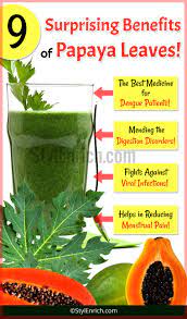 Papaya Leaves Juice Benefits Juicing Recipes Papaya Herbalism