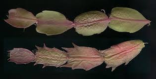 The christmas cactus (schlumbergera) is a very popular houseplant. Schlumbergera Wikiwand