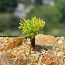 Image result for Eriospermum