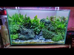 Cara membuat aquascape tanpa co2 untuk pemula maupun level expert. 138 Cara Merawat Aquascape Tanpa Injeksi Co2 Dan Pupuk Dasar Youtube