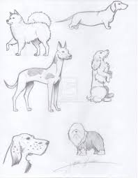 How to draw a dog narrated step by step? Drawing Realistic Dog Drawing Reference