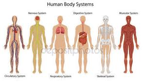 Anatomy Organ Chart Stock Vectors Royalty Free Anatomy