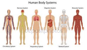 anatomy organ chart stock vectors royalty free anatomy