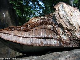 Image result for Ganoderma applanatum