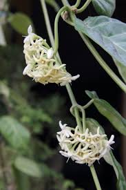 Image result for Marsdenia