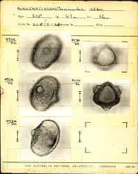 Image result for Sonneratiaceae