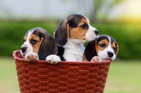 Find images of beagle puppy. Victims Lose Hundreds In Beagle Puppy Scam Bbb News 1130
