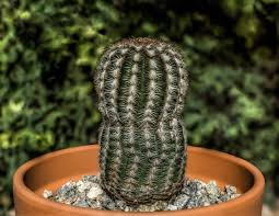 Domestic hedgehogs do make good pets, but they are not legal to own in all countries or regions. Echinocereus Reichenbachii Wikipedia