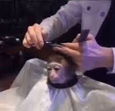 Bem Isso Monkeys Funny Meme Faces Stupid Memes