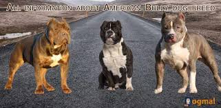 6 The American Bully Breed Type Bully Breed Size Chart