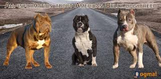 6 the american bully breed type bully breed size chart