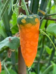 Image result for Kedrostis leloja