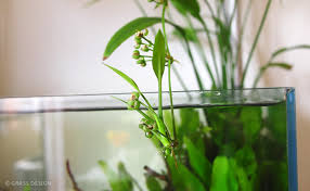 まるで人の一生 エキノドルスが開花 新たな生命を繋ぐ Grass Design アクアリウム 水草水槽 熱帯魚の情報