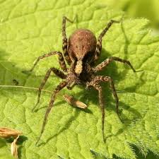 The smaller your pet is. Wolf Spider Facts And Population Changes In The Warming Arctic Owlcation