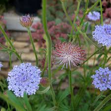 Image result for Tinnea coerulea