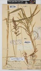 Image result for Setaria lindenbergiana