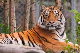 Malvorlage tiger kostenlose ausmalbilder zum ausdrucken. Tiger Free Stock Photos Download 160 Free Stock Photos For Commercial Use Format Hd High Resolution Jpg Images