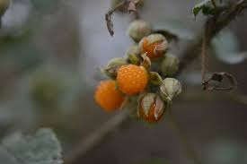 Image result for Rubus ellipticus