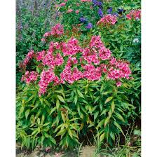 Im garten steht die zierpflanze am besten kühl aber sonnig. Phlox Paniculata Windsor Pflanzen Fur Dich De 5 20