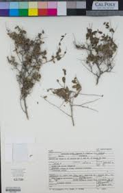 Image result for Andrachne ovalis