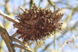 Image result for Rhizobium radiobacter, syn. Agrobacterium tumefaciens