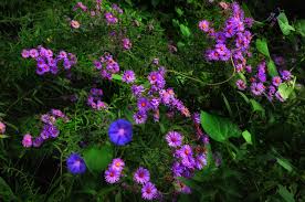 Check spelling or type a new query. More From John S Butterfly And Hummingbird Garden In Michigan Finegardening